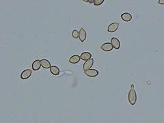 Cladosporium cladosporioides