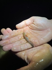 Ambystoma opacum