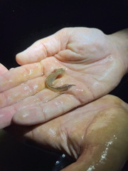 Ambystoma opacum