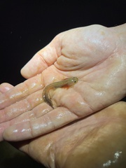 Ambystoma opacum