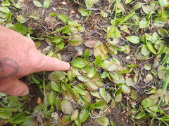 Potamogeton suboblongus