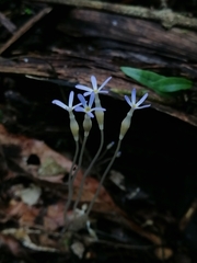 Voyria tenella