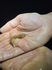 Ambystoma opacum