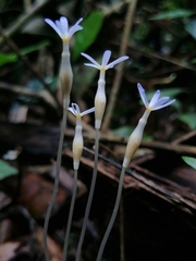 Voyria tenella