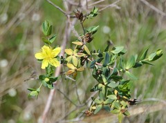 Image of Hypericum myrtifolium