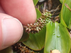 Potamogeton suboblongus