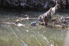 Trachemys scripta scripta