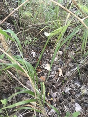 Micrurus tener tener