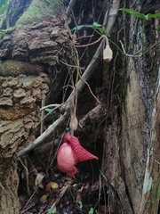 Aristolochia chiapensis