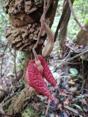 Aristolochia chiapensis