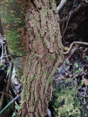 Aristolochia chiapensis