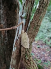 Aristolochia chiapensis