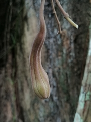 Aristolochia chiapensis