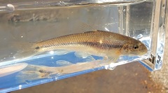 Phenacobius mirabilis