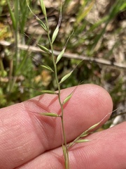 Festuca microstachys
