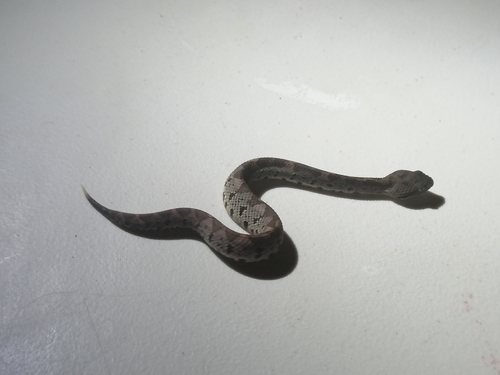 Central American Jumping Pit Viper, Metlapilcoatlus mexicanus