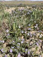 Phacelia ciliata
