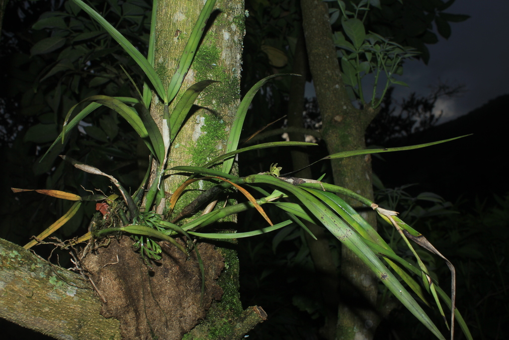 Scaphyglottis grandiflora