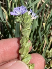 Phacelia ciliata