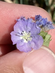 Phacelia ciliata