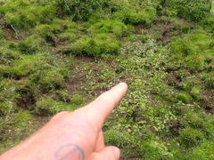 Potamogeton suboblongus