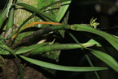 Scaphyglottis grandiflora
