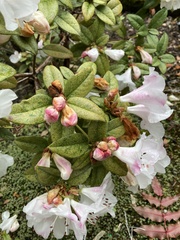 Rhododendron × hybridum