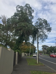 Eucalyptus crenulata