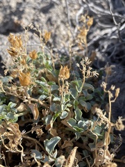 Penstemon petiolatus