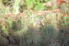 Airampoa ayrampo