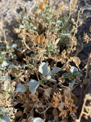 Penstemon petiolatus
