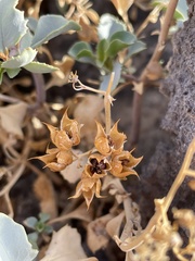 Penstemon petiolatus