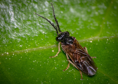 Cladius pectinicornis