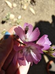 Acmaeodera connexa