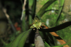 Scaphyglottis grandiflora