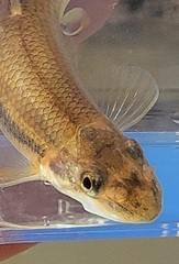 Phenacobius mirabilis