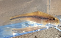 Phenacobius mirabilis