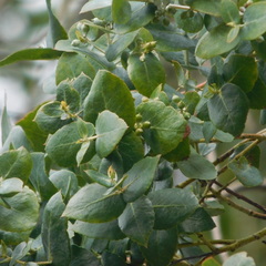Eucalyptus crenulata