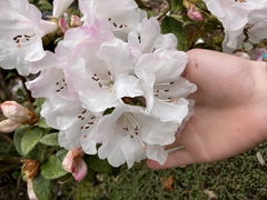 Rhododendron × hybridum