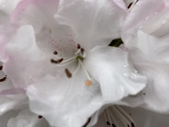 Rhododendron × hybridum