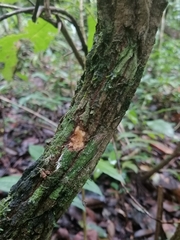 Aristolochia chiapensis