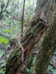 Aristolochia chiapensis