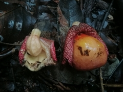 Aristolochia chiapensis