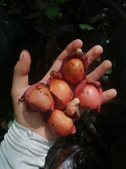 Aristolochia chiapensis