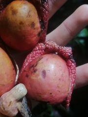 Aristolochia chiapensis
