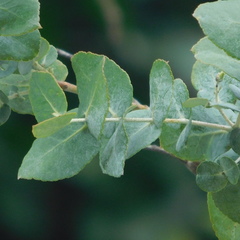Eucalyptus crenulata