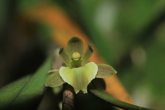 Scaphyglottis grandiflora