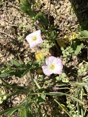 Convolvulus arvensis