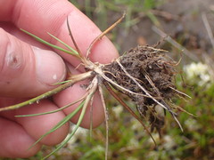 Juncus antarcticus