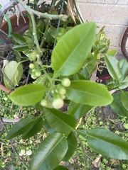 Magnoliopsida